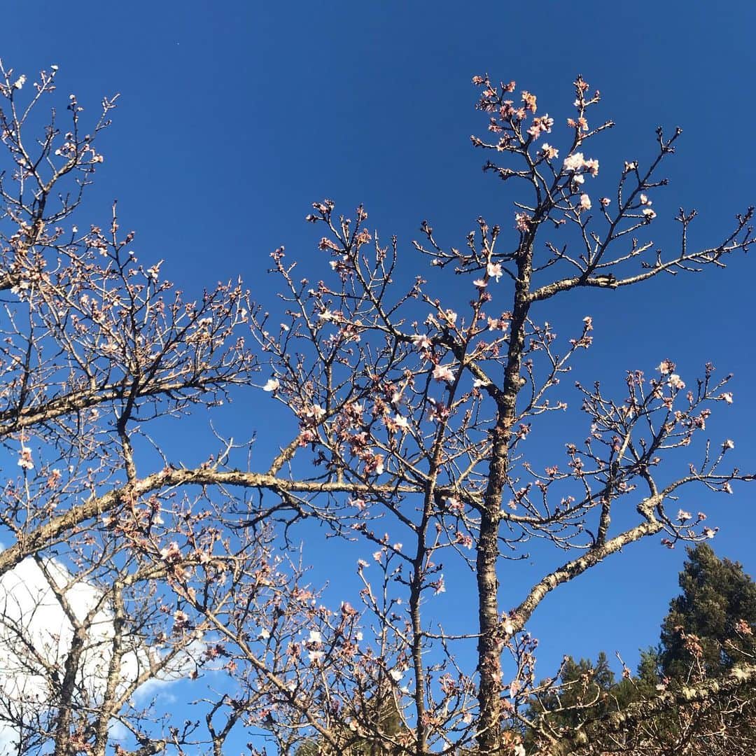 スネオヘアーさんのインスタグラム写真 - (スネオヘアーInstagram)「#スネオヘアー #上毛かるた #さ #三波石と共に名高い冬桜 で有名な #桜山公園 へ 撮影は昨年の末、12月上旬までがみごろとのことで、もう咲いていないかな？と見に行きましたが、少しですが咲いていました。最後の写真は #展望台の頂上付近でからっ風に煽られるスネオヘアー の図 #suneohair #wintercherryblossoms  メモ：三波石峡は鬼石町を流れる神流川の清流にみがかれて美しい景観が広がり、昭和32年に国の名勝及び天然記念物に指定。また、この鬼石地区にある桜山公園の桜の多くは1年に2度(春と冬)咲く桜で、訪れた人々の心をなごませている。 #群馬県　 #藤岡市」1月7日 13時43分 - suneohairofficial