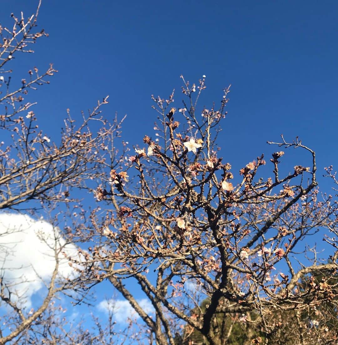 スネオヘアーさんのインスタグラム写真 - (スネオヘアーInstagram)「#スネオヘアー #上毛かるた #さ #三波石と共に名高い冬桜 で有名な #桜山公園 へ 撮影は昨年の末、12月上旬までがみごろとのことで、もう咲いていないかな？と見に行きましたが、少しですが咲いていました。最後の写真は #展望台の頂上付近でからっ風に煽られるスネオヘアー の図 #suneohair #wintercherryblossoms  メモ：三波石峡は鬼石町を流れる神流川の清流にみがかれて美しい景観が広がり、昭和32年に国の名勝及び天然記念物に指定。また、この鬼石地区にある桜山公園の桜の多くは1年に2度(春と冬)咲く桜で、訪れた人々の心をなごませている。 #群馬県　 #藤岡市」1月7日 13時43分 - suneohairofficial