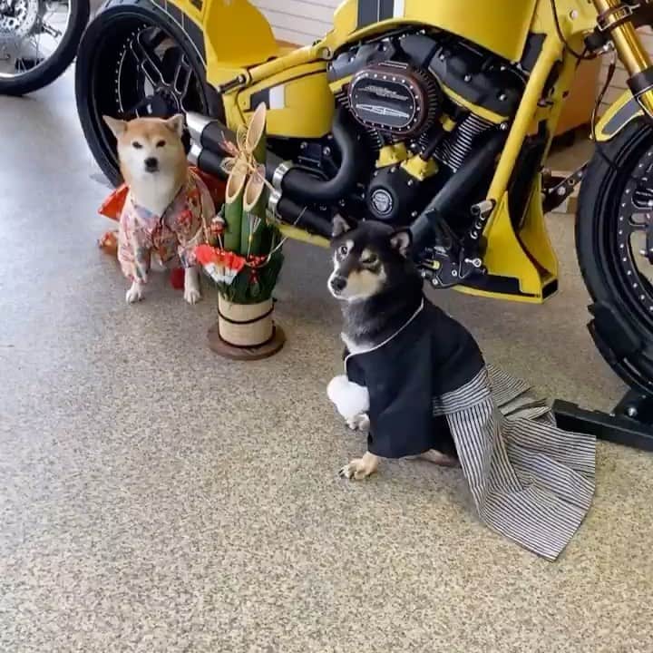 がんちゃんのインスタグラム