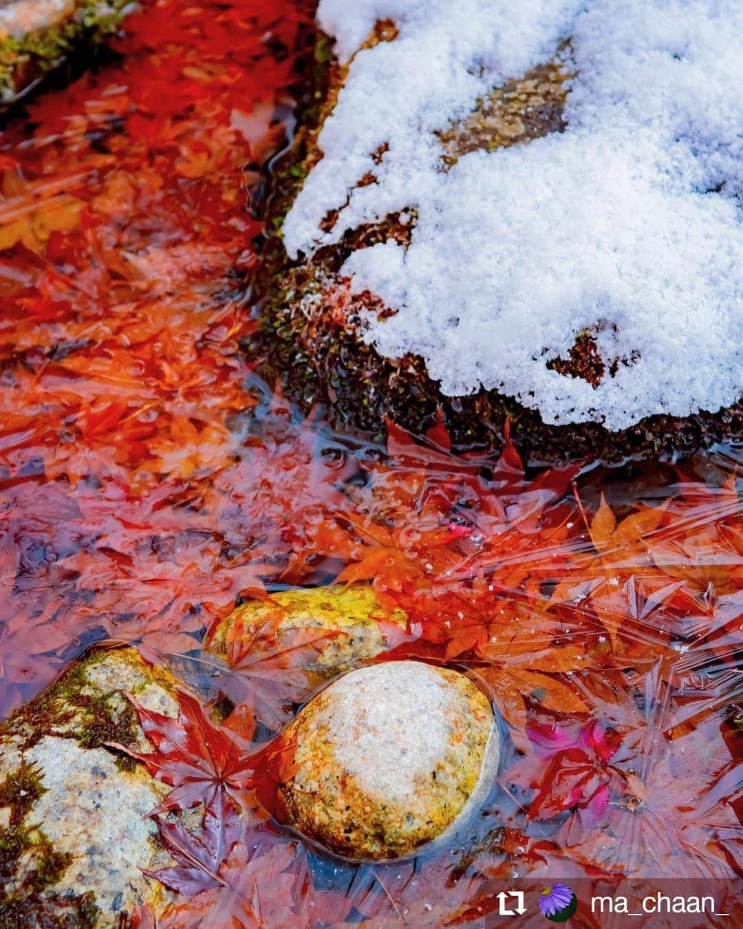 カメラのキタムラのインスタグラム：「#Repost @ma_chaan_ • • • • • • . . . . 氷紋が見えたので撮ってみました。 . . .  #japan_daytime_view  #氷紋  #japan_bestpic_ #love_bestjapan #travel_drops #igworldglobal #camelove #神戸カメラ部 #lightroomweek #広がり同盟 #beautiful_photo_jpn #kyotogenic #retrip_京都 #そうだ京都行こう #京都が好き #kyotopi #tabigocoro #pentaxk1 #ペンタックスk1 #ペンタックス倶楽部 #pentaxphotography #pentaxspotmatic #pentaxian #pentaxgram #pentaxfun #pentaxjapan #teampentax #おうちで楽しむpentax」