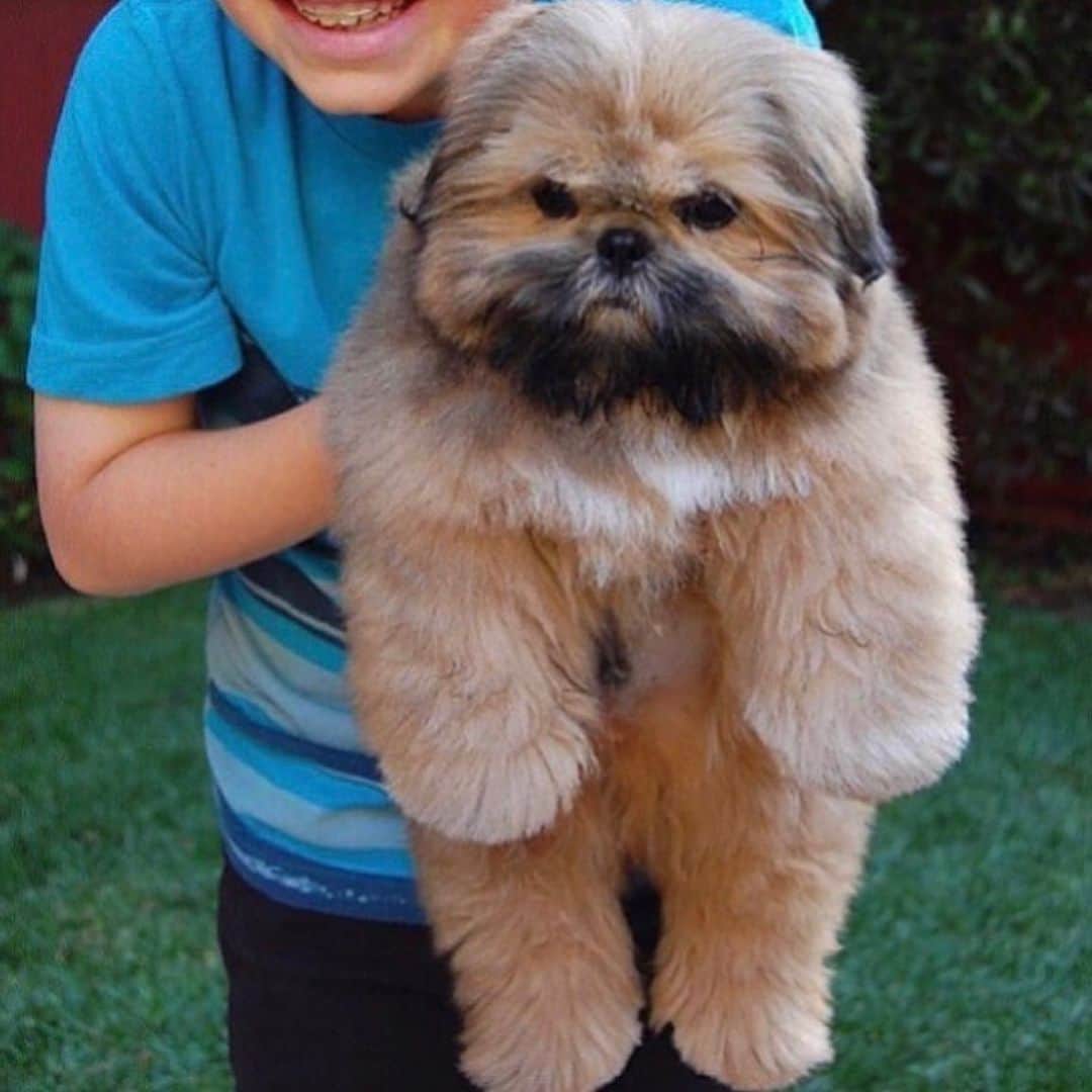 Dougie the Shih Tzuのインスタグラム：「Time for some classic Dougie.」