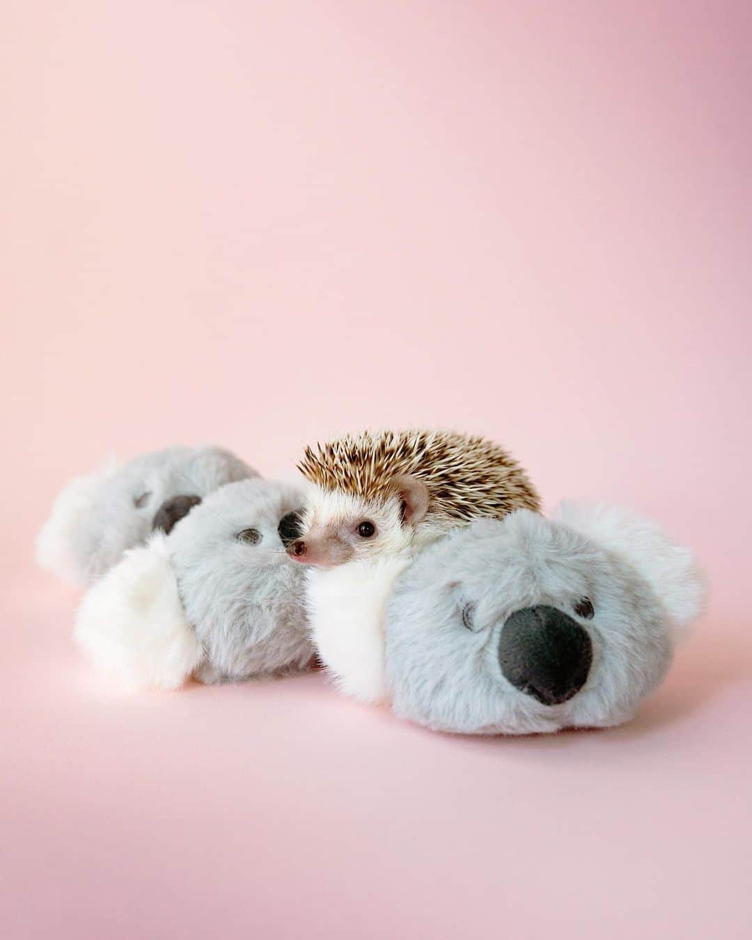 ダーシーのインスタグラム：「Koalove🐨🐨🐨🐨💖」