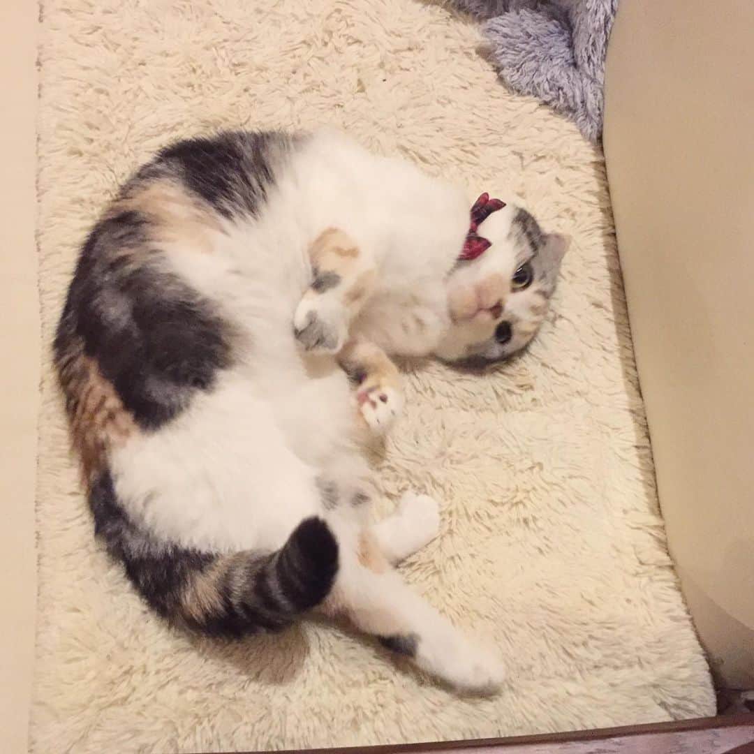 takegaeruのインスタグラム：「あったかくして寝ましょう おやすみにゃさい♬  #goodnight   #cat #scottishfold #猫 #スコティッシュフォールド #三毛スコ友の会」