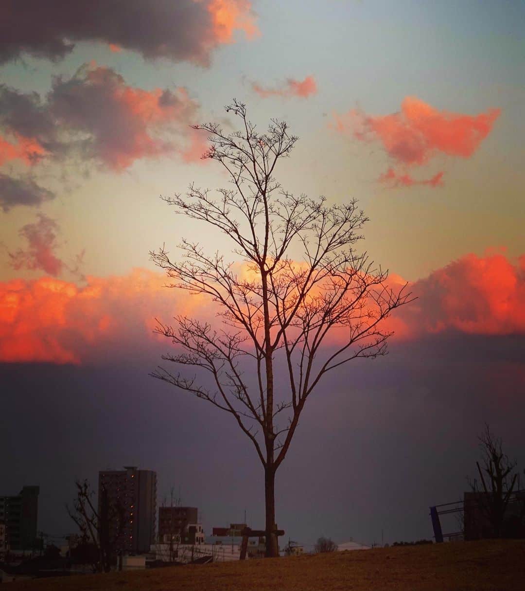 羽原信義さんのインスタグラム写真 - (羽原信義Instagram)「より判りやすい地球の影と、空に向かって伸びる命。」1月7日 23時36分 - nobuyoshi_habara
