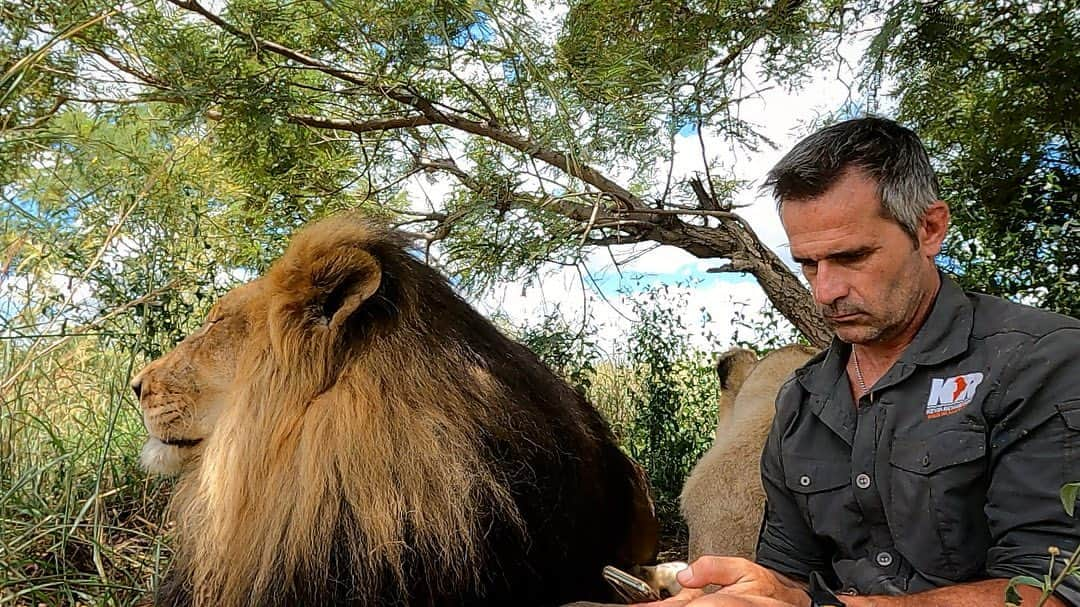 Kevin Richardson LionWhisperer さんのインスタグラム写真 - (Kevin Richardson LionWhisperer Instagram)「My office! No mask, breathing in fresh air and socially distanced from people. This is how I review the edits for #lionwhisperertv  If you’ve never watched you’re missing a treat. If you’re curious, head to my story’s and swipe up to subscribe. Then sit back, relax and enjoy hours upon hours of the lions, hyenas and leopards doing their thing.」1月7日 23時37分 - lionwhisperersa