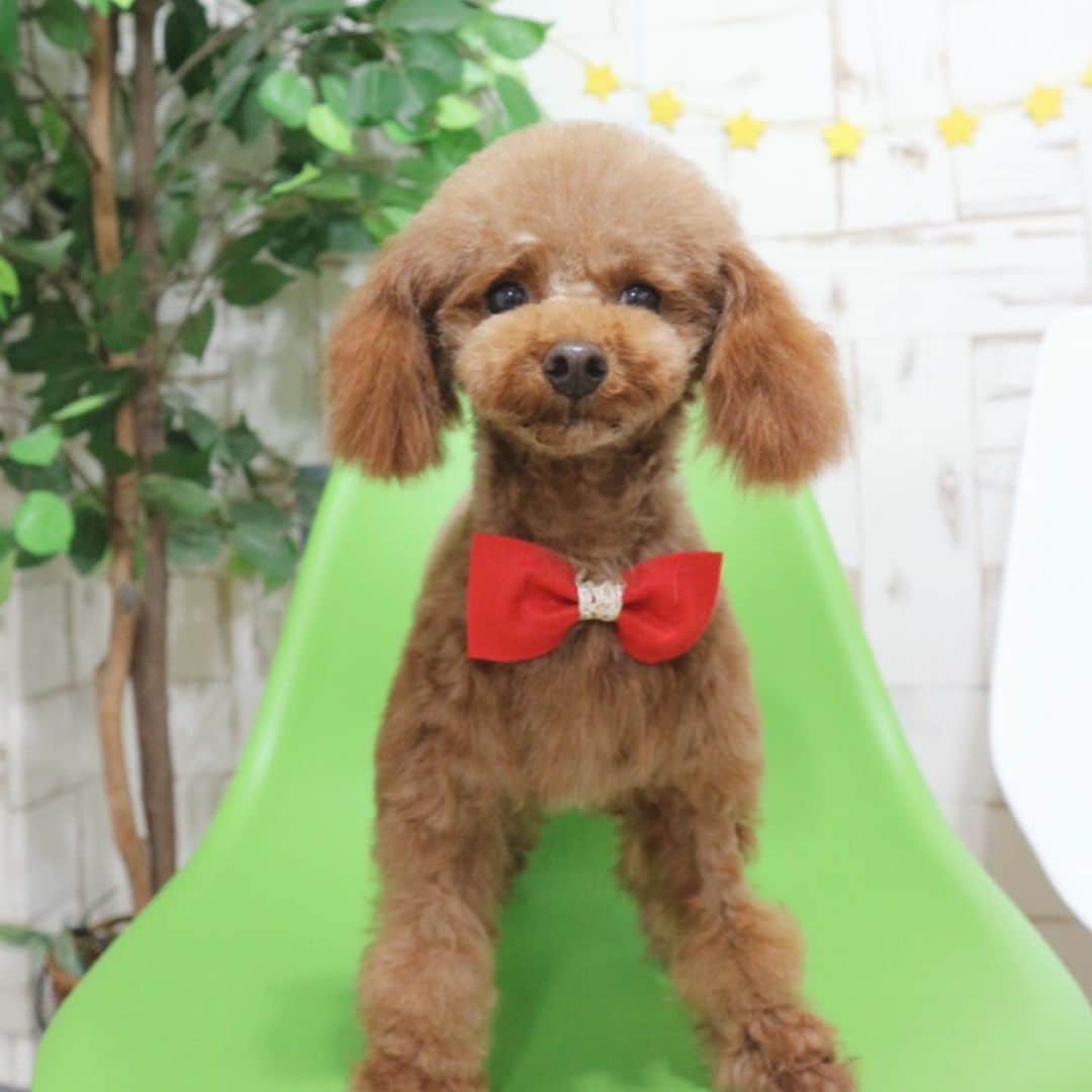 中西香菜のインスタグラム：「﻿ ﻿ ﻿ ﻿ ﻿ ・﻿ ♡﻿ ・﻿ 実家のわんちゃん🥰﻿ 保護犬なんですが、﻿ 初めましての頃から﻿ どんどんかわいくなっていってます🍒﻿ 少しづつ怯えることもなくなったり、﻿ お散歩も出来る様になったり、﻿ 母が愛情たっぷり育てているのをみて、﻿ 私まで幸せになるし素敵だなぁと思います😌✨﻿ ・﻿ 早く会いたいなぁ🤍🤍🤍﻿ ・﻿ ♡﻿ ・﻿ ♡﻿ ﻿ ﻿ ﻿ ﻿ #保護犬﻿ #犬﻿ #トイプードル﻿  #トイプードル女の子  #癒しわんこ  #ペット﻿ #犬のいる暮らし  #犬好きな人と繋がりたい  #犬スタグラム  #dog #love  #中西香菜」