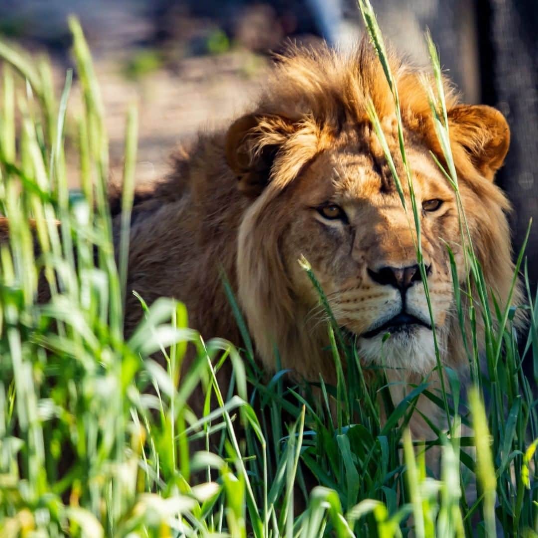 タロンガ動物園さんのインスタグラム写真 - (タロンガ動物園Instagram)「We'd be lion if we said the views weren't something special from Taronga Zoo🦁  Check them out, alongside more than 4,000 animals this summer holidays.   #forthewild」1月7日 16時00分 - tarongazoo