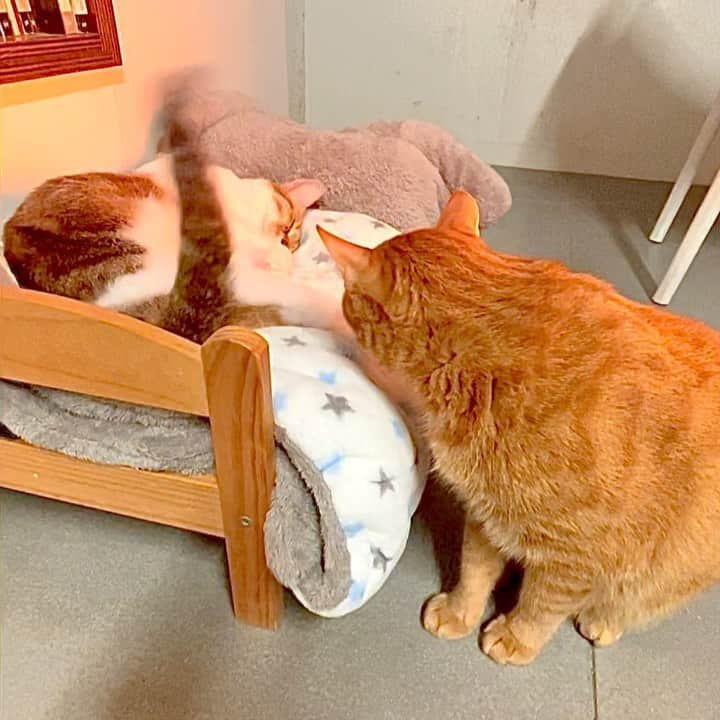 Katetsaiのインスタグラム：「我覺得大家都嫉妒我的帥臉才會一直打我臉 Everybody is jealous of my handsome face, so hit me in the face.   #咦咦不是吧 #麻吉的憤怒甩尾 #冬天的暖爐是家中的熱點  #cat #neko #ネコ #ねこ #猫  #Machifansclub #麻吉Machi #Michaelfansclub #麥摳Michael #catsofinstagram #katetsaivideo」