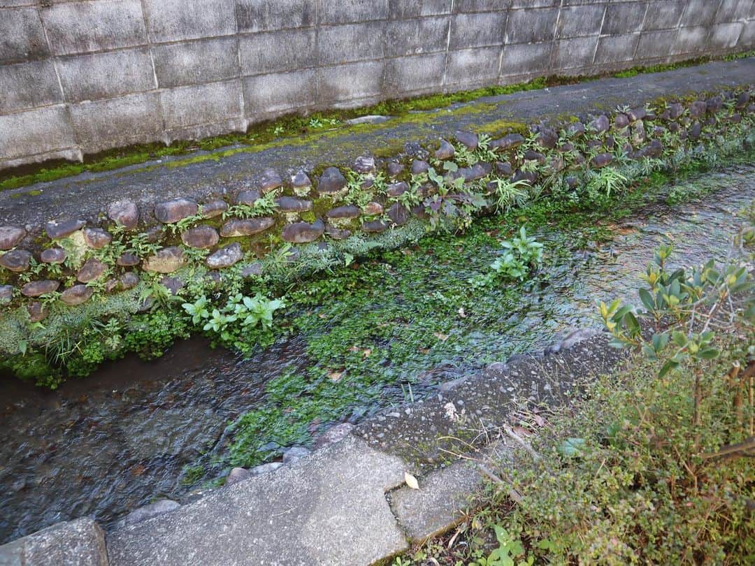 金泉紗恵子さんのインスタグラム写真 - (金泉紗恵子Instagram)「.﻿ 【東京　お鷹の道・真姿の池湧水群】﻿ 10月に行った東京　国分寺にあるお鷹の道✨﻿ 素敵な散策路の横には、とっても綺麗な湧き水が流れています😊﻿ お鷹の道にある、真姿の池という湧水郡は、東京都の名湧水57選に入っているそう☺️﻿ 季節によっていろいろな景色を楽しめそうな場所でした🙌﻿ ﻿ 途中お野菜の直売所もありました🍅﻿ 国分寺は「こくベジ」といって、国分寺市内の農家の方が販売を目的として生産したお野菜があるそう❣️﻿ お鷹の道の近くのお店でランチをいただいたのですが、お野菜の天ぷらがあり、全てこの近辺で育ったお野菜とのことでした😆﻿ お鷹の道に来たら、こくベジをいただくのもオススメです👍﻿ ﻿ お鷹の道は武蔵国分寺公園もすぐそばなので、セットで楽しむのも良さそうです👌﻿ 現在は緊急事態宣言発出に加え、寒い時期なので、感染が落ち着いて、暖かくなったらぜひお出かけ先の候補に入れてみてください😚﻿ 秋の晴れの日のお散歩はとても気持ち良かったです😎﻿ ﻿ ※写真撮影時はマスクを外していますが、マスク着用が原則です🙌﻿﻿﻿﻿﻿﻿ ----------------------------------------------------﻿﻿﻿﻿﻿ 多摩の魅力発信プロジェクト　@tamahatsu_official のメンバーとして多摩地区のPRをさせていただいています﻿﻿﻿﻿﻿﻿ ----------------------------------------------------﻿﻿﻿﻿﻿ .﻿﻿﻿﻿﻿ #PR #tamahatsu #﻿tama #eoskissm #canoneoskissm #tokyo #followme #たま発 #多摩の魅力発信プロジェクト #ミラーレス一眼 #お鷹の道 #お鷹の道真姿の池湧水群 #真姿の池 #東京 #東京観光 #多摩 #多摩地区 #多摩観光 #旅行好きな人と繋がりたい #旅行好き女子 #こくベジ ＃国分寺」1月7日 17時00分 - saeko_kanaizumi