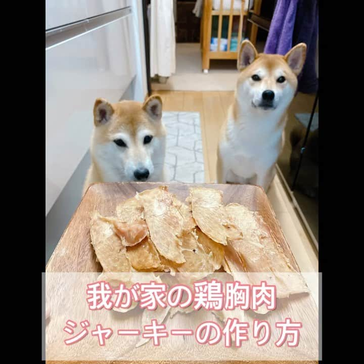 柴犬Mamesuke・Korosuke??大阪のインスタグラム