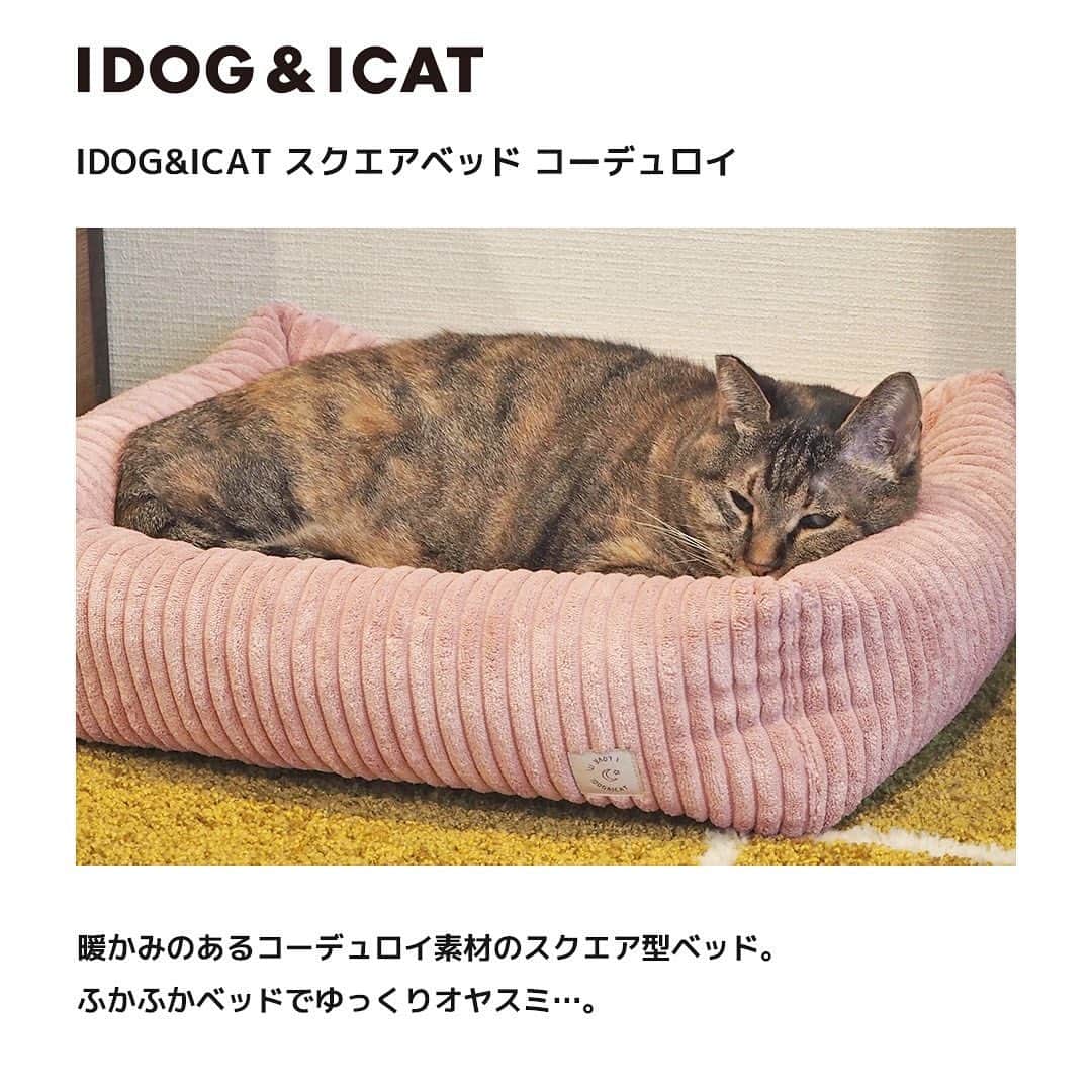iDog&iCatさんのインスタグラム写真 - (iDog&iCatInstagram)「さむ～い日にオススメ！あったかベッド！ 「IDOG&ICAT スクエアベッド コーデュロイ」をご紹介★  秋冬にピッタリのコーデュロイ素材のスクエア型ベッドです。  開放的なクッション型ベッドはのびのびと寝るのが大好きな愛犬や愛猫にオススメです。 ベッドの壁面はあごを乗せてくつろぐのにもいい高さと柔らかさです。  正面には「I LOVE IT」のネームタグが付いています。ベッドの中のクッションはふんわり柔らかい厚手の両面フリース素材を使用、たっぷりと綿がつまっておりふかふかです。 クッション部分は取り外しできます。 綿の片寄りを防ぐため中央は縫いとめてあります。  底面には滑り止め素材を使用しています。  ふんわりベッドで愛犬・愛猫に心地よい眠りを…。  商品番号/13708- 商品名/IDOG&ICAT スクエアベッド コーデュロイ 2,340円+税 ピンク/グレー/カーキ  #iDog #iDogiCat #iCat #ペットベッド  #新作 #犬服 #犬の服 #犬の服iDog #犬 #超小型犬 #小型犬 #中型犬 #うちの子優勝 #キャットウェア #猫服 #猫の服 #猫の服iCat #猫 #わんすたぐらむ #dog #にゃんすたぐらむ #cat #チワワ #トイプードル #ダックス #フォックステリア #MIX猫」1月7日 17時22分 - idogicat