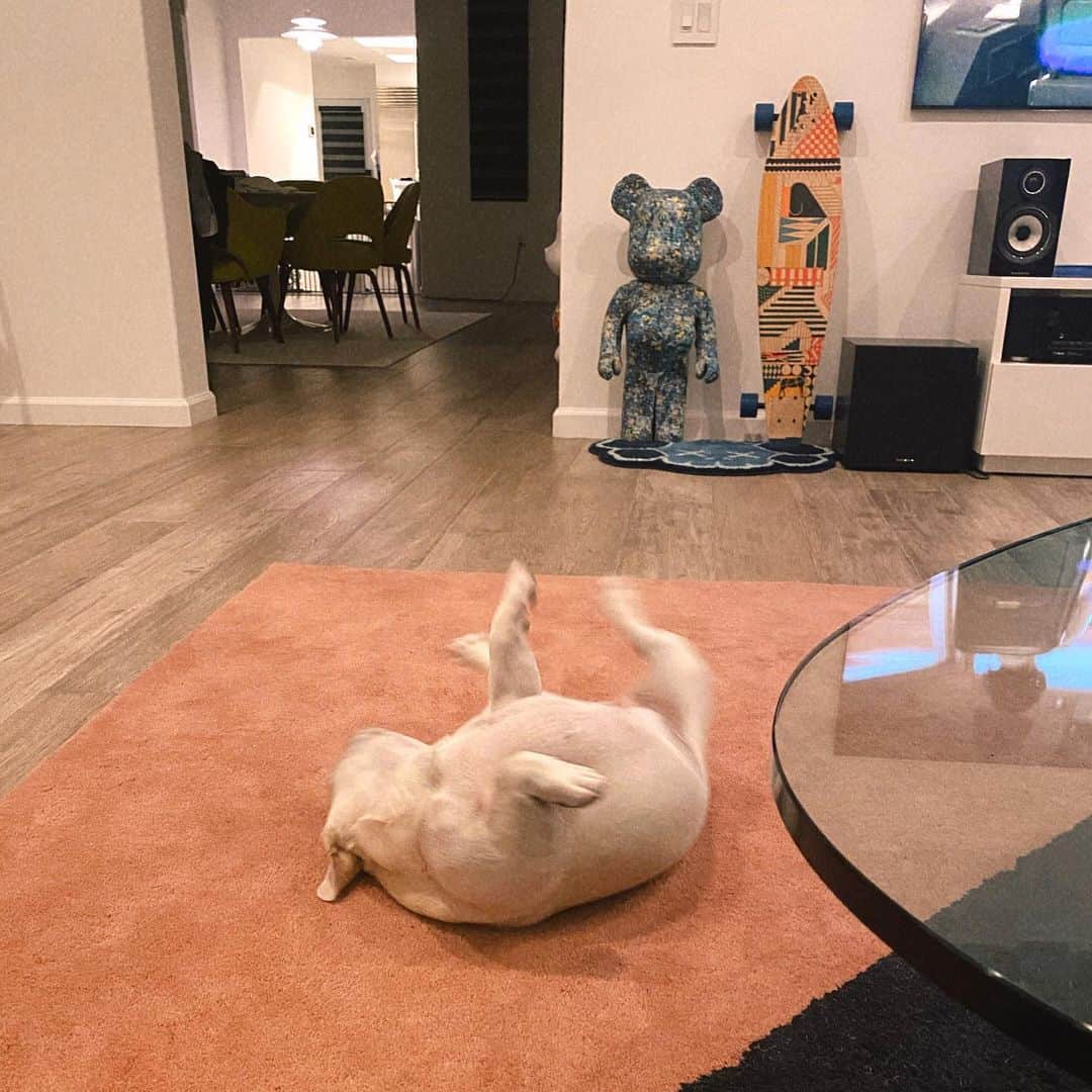 パク・ウンジのインスタグラム：「분명히 사춘기다 🐶 온몸으로 반항 중  @sooni_bbang  #frenchbulldog #puppylife #doggy」