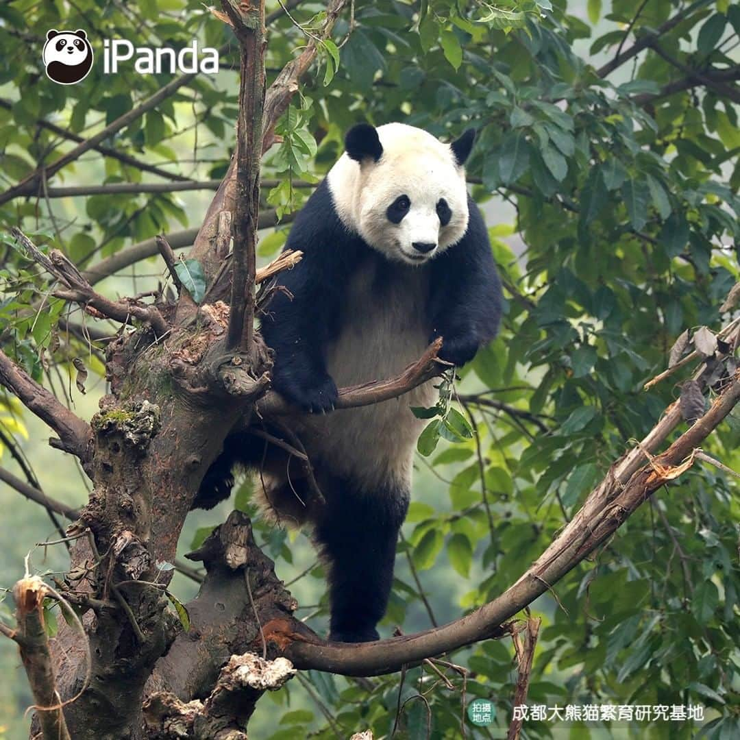 iPandaさんのインスタグラム写真 - (iPandaInstagram)「Let me show you the kung fu I’ve learned recently. After seeing some of my fantastic moves in the tree, do you think I can play a leading role in a Hollywood action movie?🎬  #PandaPic」1月7日 17時30分 - ipandachannel