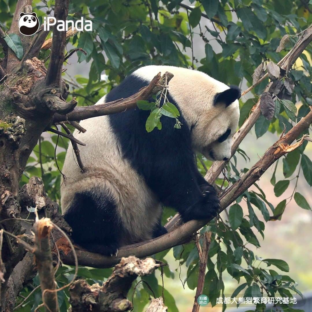 iPandaさんのインスタグラム写真 - (iPandaInstagram)「Let me show you the kung fu I’ve learned recently. After seeing some of my fantastic moves in the tree, do you think I can play a leading role in a Hollywood action movie?🎬  #PandaPic」1月7日 17時30分 - ipandachannel