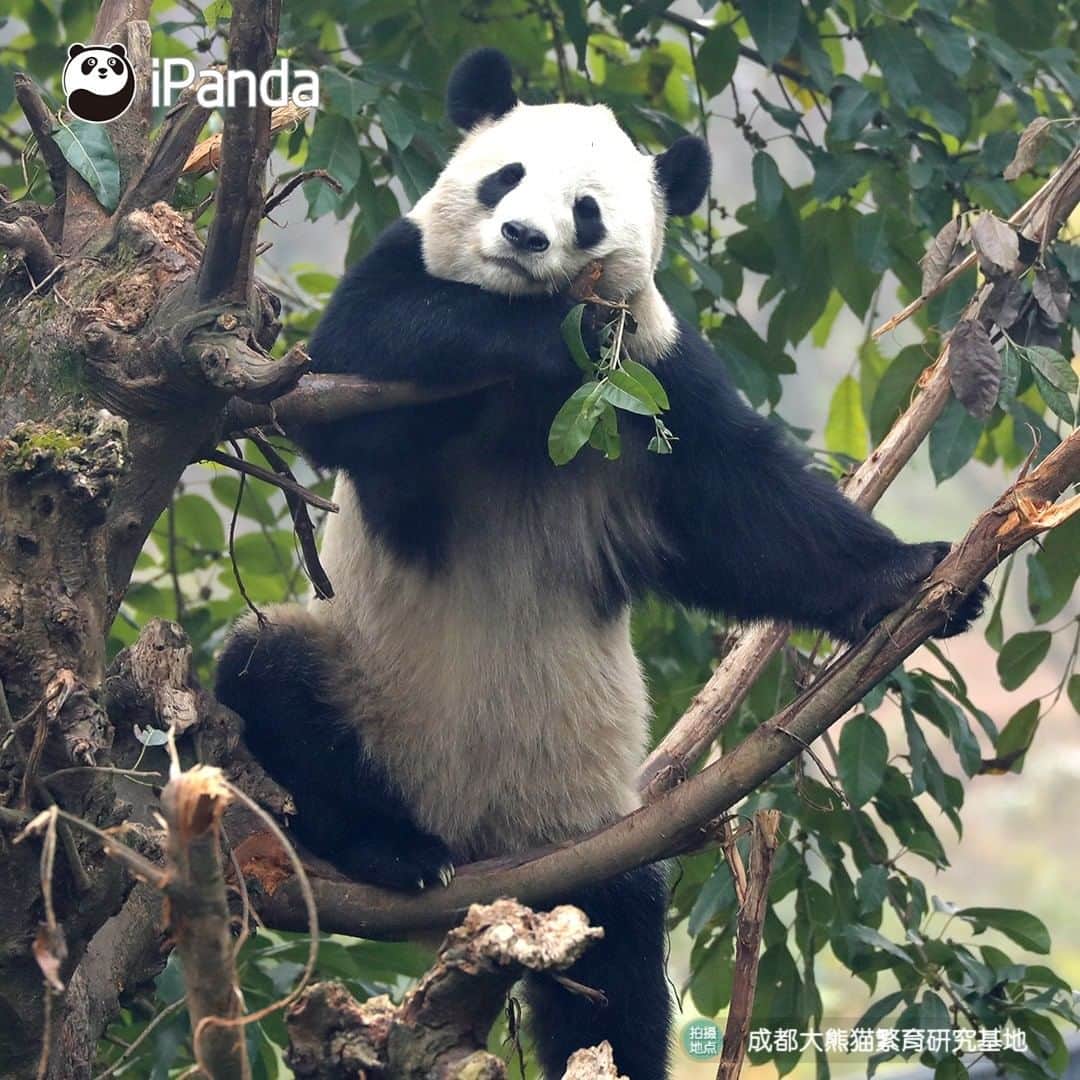 iPandaさんのインスタグラム写真 - (iPandaInstagram)「Let me show you the kung fu I’ve learned recently. After seeing some of my fantastic moves in the tree, do you think I can play a leading role in a Hollywood action movie?🎬  #PandaPic」1月7日 17時30分 - ipandachannel