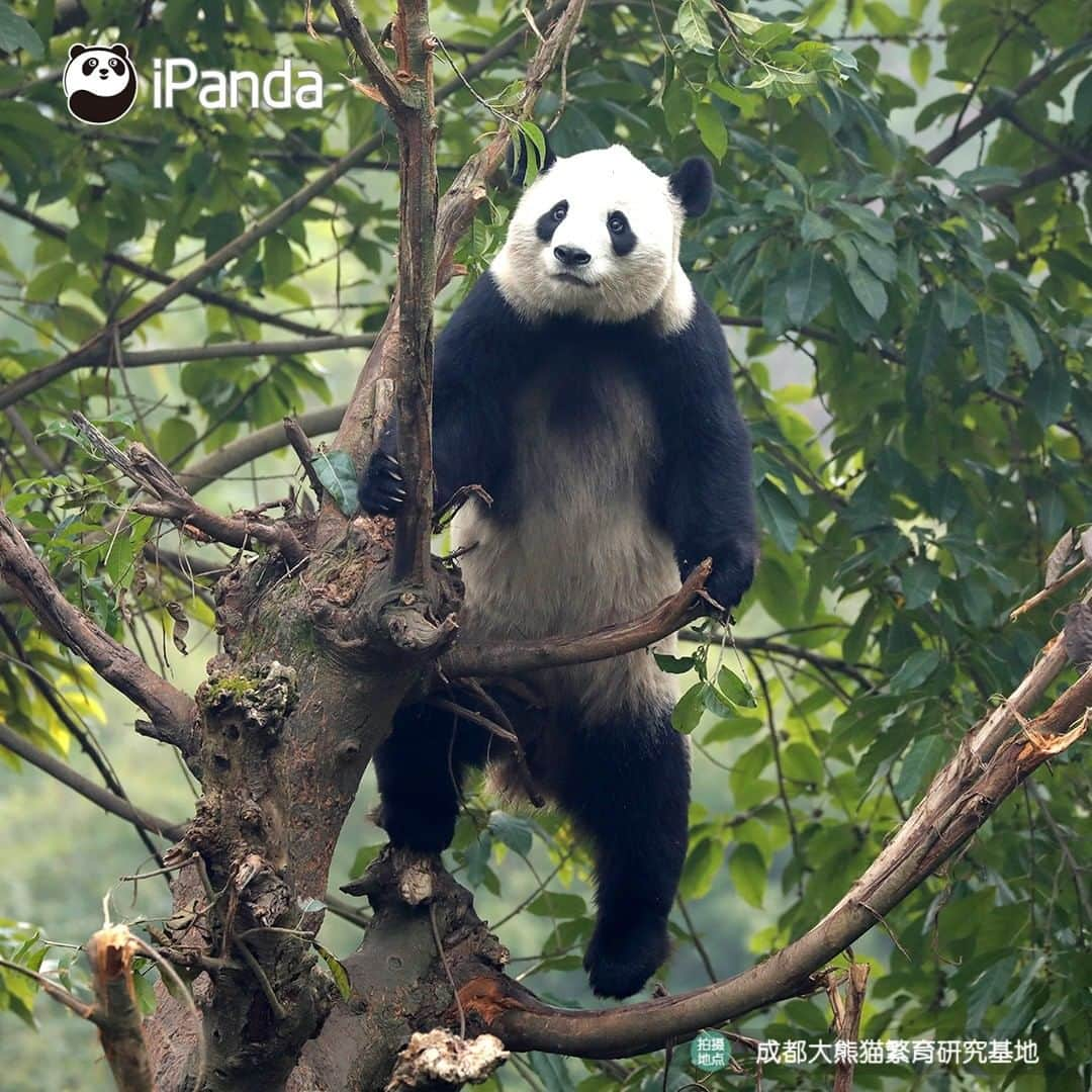 iPandaさんのインスタグラム写真 - (iPandaInstagram)「Let me show you the kung fu I’ve learned recently. After seeing some of my fantastic moves in the tree, do you think I can play a leading role in a Hollywood action movie?🎬  #PandaPic」1月7日 17時30分 - ipandachannel