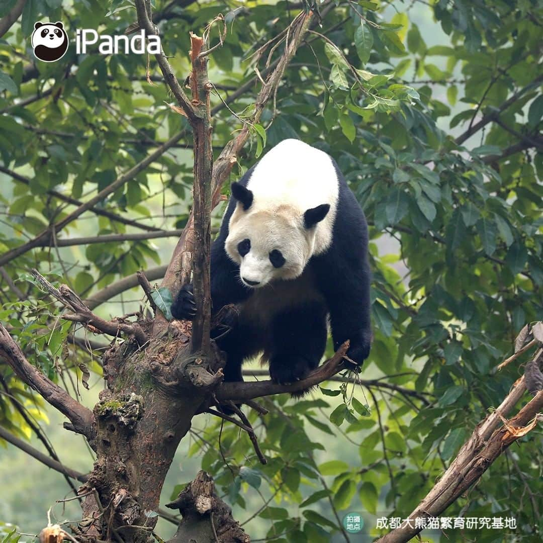 iPandaさんのインスタグラム写真 - (iPandaInstagram)「Let me show you the kung fu I’ve learned recently. After seeing some of my fantastic moves in the tree, do you think I can play a leading role in a Hollywood action movie?🎬  #PandaPic」1月7日 17時30分 - ipandachannel