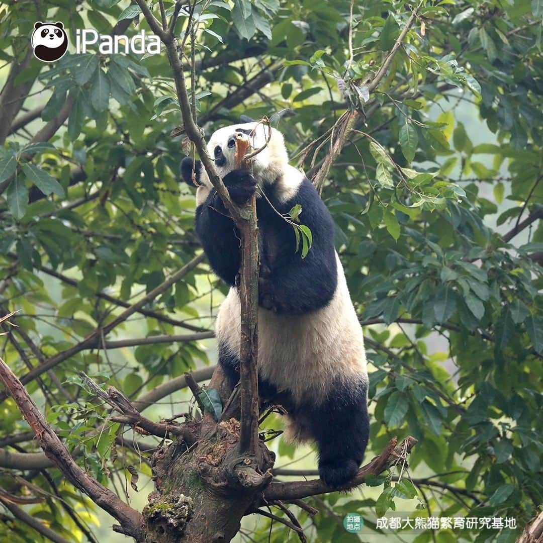 iPandaさんのインスタグラム写真 - (iPandaInstagram)「Let me show you the kung fu I’ve learned recently. After seeing some of my fantastic moves in the tree, do you think I can play a leading role in a Hollywood action movie?🎬  #PandaPic」1月7日 17時30分 - ipandachannel