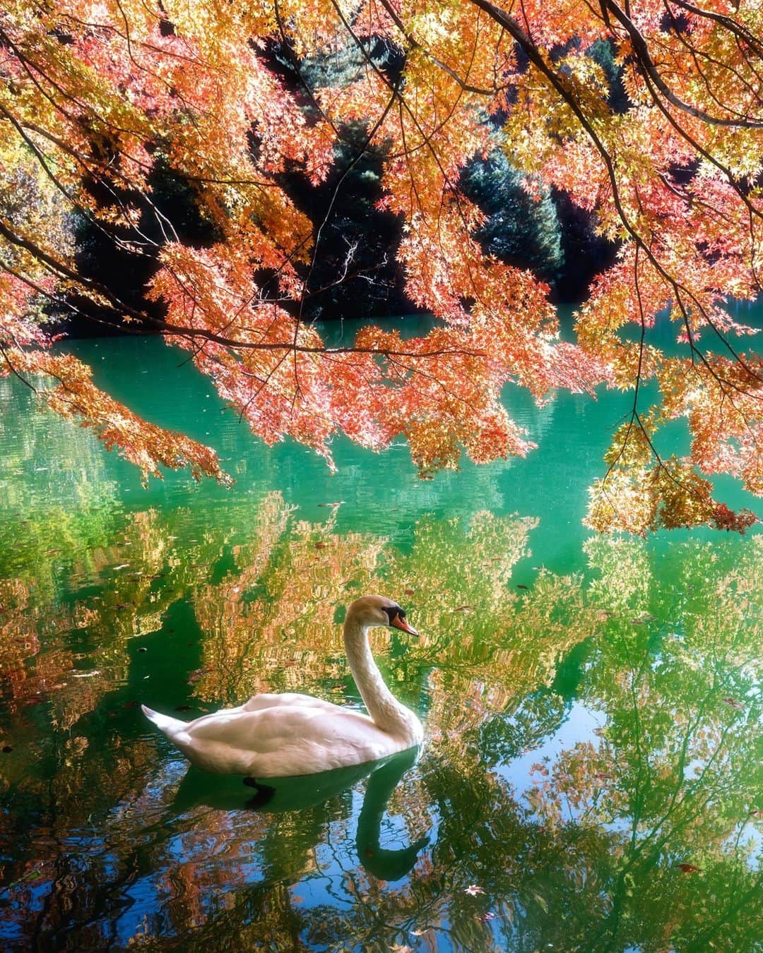Canon Asiaのインスタグラム：「So soft and delicate 💕, the complementary colours in this image made us feel like it was taken in a universe filled with cotton clouds ☁️. and laughter. ⁣ .⁣ The gleam of light on the leaves and around the swan is so👌 , don't you agree? Kudos to Kei for waiting an hour to get a shot of this swan, the only resident of the Minami-Inagako pond. In autumn, this spot is a photographer's favourite to capture the fall colours with the swan.⁣ .⁣ 📷 Image by @iekikasas using the Canon EOS 5D Mark IV • EF16-35mm f/4L IS USM • f/11 • ISO 400 • 1/160 ⁣ .⁣ Got a stunning shot you're proud of? Tag them with #canonasia or submit them on My Canon Story, link in bio!⁣ .⁣ #canonasia #photography #explore #reflection #sunrays #swan #animal #wildlife #colours #soft #composition #sky #canon #lens #inspiration #subject」