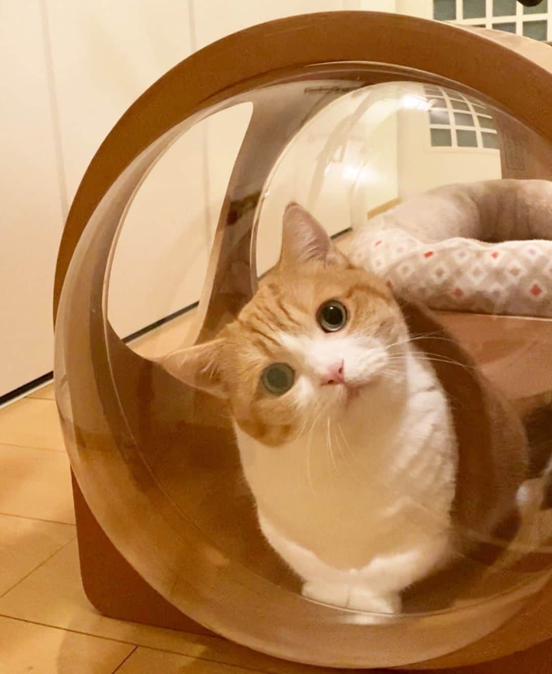 茶太郎 & きなこのインスタグラム：「ようこそ💕宇宙船きなこ号へ🚀🪐🌍 I will show you to a wonderful space travel😽🚀🌍 #キャビンアテンダントきなこ #素敵な宇宙の旅にご案内致しますにゃ #ベテラン機長は茶太郎師匠 #マンチカン#猫#munchkin #cat#catstagram #amazing#ねこ#茶トラ#短足#catsofinstagram#excellent_cats#9gag#cats_of_world_#instacat_meows#bestcats_oftheworld#catsofig#instacat#cats_of_instagram」
