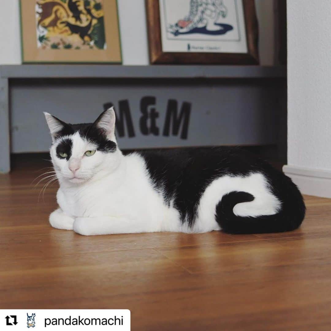 【公式】いぬのきもち・ねこのきもちのインスタグラム：「#Repost @pandakomachi さんのパンきゅんさま。  尻尾のあたりが、 ロールケーキのような、 シナモンロールのような、 ぐるぐるクッキーのような、  とにかく 美味しそうな渦巻き😍  ハッシュタグ #いぬのきもち #ねこのきもち に投稿いただいた可愛い写真をご紹介しています！ 「いぬのきもちWEB　MAGAZINE」、「ねこのきもちWEB MAGAZINE」でもご紹介させていただくことも！  -------------------  .  #ねこ #猫  #ねこすたぐらむ #ねこのきもち #ねこ好き #ねこと暮らす #ねこ好きさんと繋がりたい #猫好きな人と繋がりたい #猫がいる生活 #猫と暮らす#猫好き #cat #catstagram #catsofinstagram #cats_of_instagram」