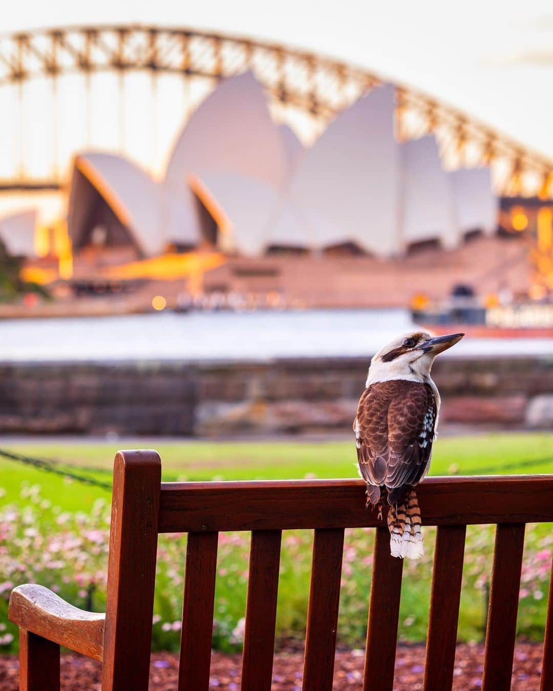 Australiaさんのインスタグラム写真 - (AustraliaInstagram)「“Just make sure you get my good side” 📸 This handsome #Kookaburra kindly struck a pose for @elisaeves against a magical @sydney backdrop. We must say, the iconic @sydneyoperahouse and #HarbourBridge look pretty darn amazing from this vantage point in the @rbgsydney. One of the most beautiful ways to explore the #RoyalBotanicGardenSydney in @visitnsw is to join an Aboriginal heritage tour to learn about the Cadigal people – the traditional custodians of the Sydney city area. Taste Australian bush foods and learn about traditional plant uses, Indigenous culture, artefacts, and Dreamtime. #seeaustralia #holidayherethisyear #NewSouthWales #LoveNSW #ilovesydney」1月7日 19時00分 - australia