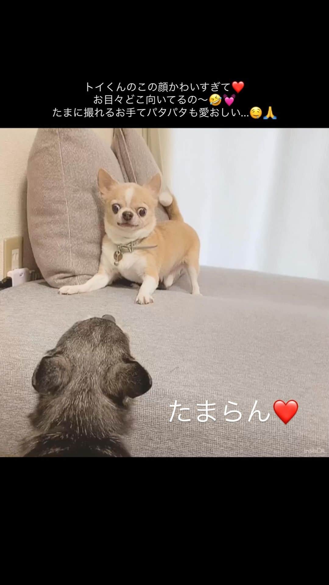 maika_kikitoyjijiのインスタグラム：「. たまらーーーん❤️ . . #chihuahua #dog #犬 #チワワ #チワワのいる暮らし  #チワワ好きな人と繋がりたい  #犬かわいい #多頭飼い」