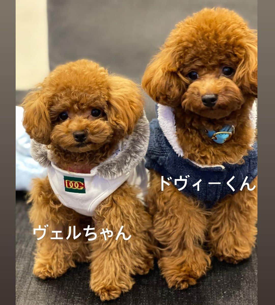のインスタグラム：「飼うのをずっと反対していた私が、 今は一番メロメロです！💓 #トイプードル #愛犬#ワンダフルライフ #🐾#toypoodle #poodle #dog #大魔神ちの犬」