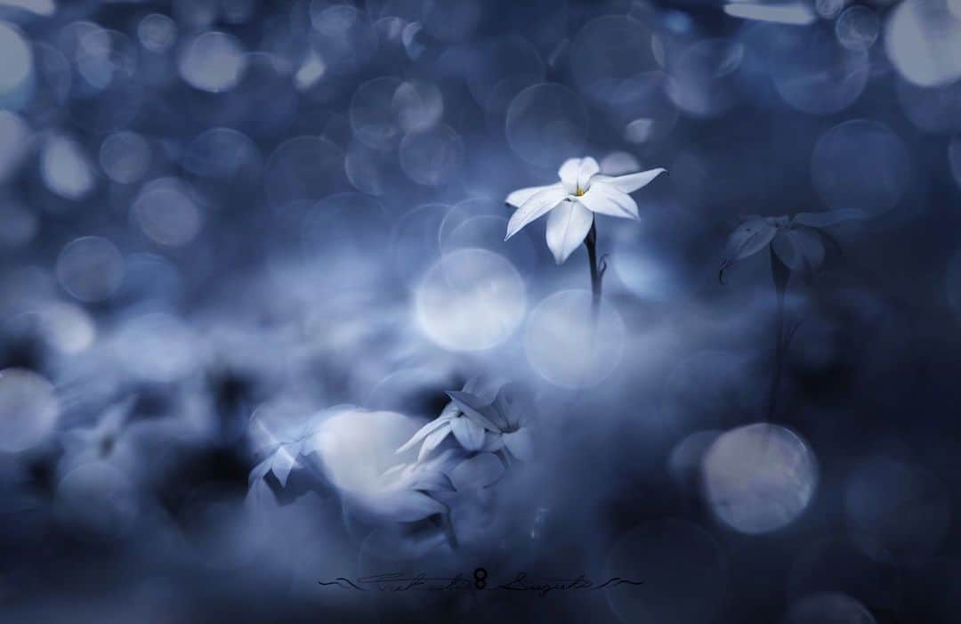 花の写真館のインスタグラム：「Photo by Takashi Suzuki.⠀ .⠀ Original Post[投稿いただいたURL]⠀ https://www.facebook.com/photo.php?fbid=1548608728638983⠀ .⠀ 本アカウントは、 #私の花の写真 をつけてInstagramに投稿された皆さまの花の写真や、「花の写真館」Facebookページで投稿された花の写真を紹介します。⠀ 「花の写真館」Facebookページは、「 @floral.photograph 」のプロフィールにあるURLからご覧ください。⠀ .⠀ ※各自、政府、自治体など公的機関の指示に従った行動をお願いします。⠀⠀ 東京カメラ部および分室では、写真を「見る楽しみ」を提供することを通して、微力ながら皆様にわずかな時間でも癒しをお届けしたいと思っております。⠀ ※本アカウントは東京カメラ部がFacebook、Instagramのサービスを利用して運営しているもので、Facebook社・Instagramとは一切関係ありません。⠀ .⠀ #花の写真館 #floralphotograph #floralphoto #flower #flowers⠀ Follow: @floral.photograph」