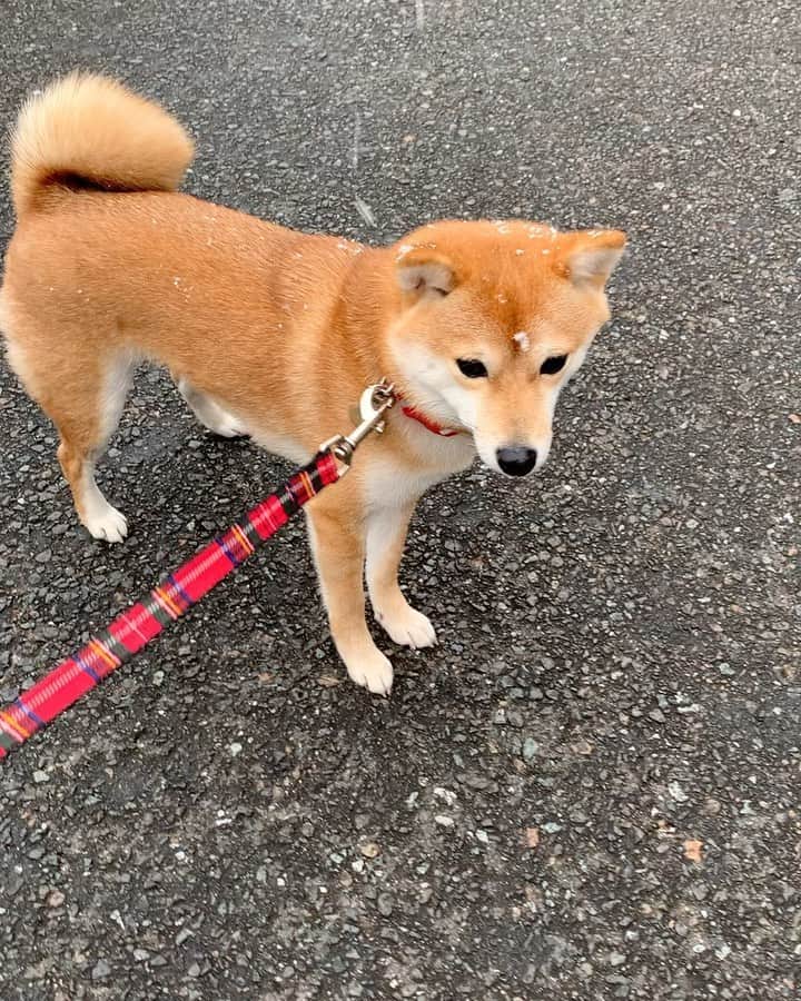 豆柴 サニーちゃんのインスタグラム