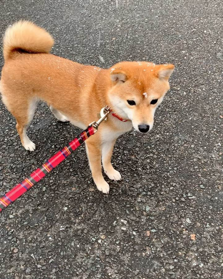 豆柴 サニーちゃんのインスタグラム