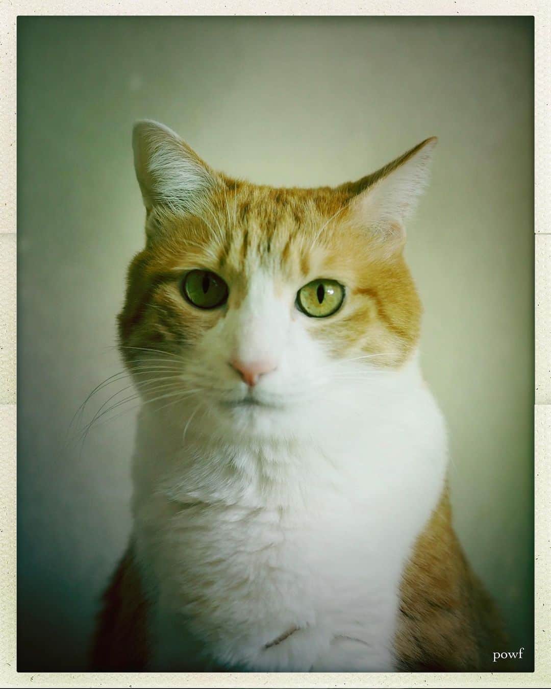 anemone_69のインスタグラム：「. #ハカセとキョウジュ #茶トラ白 #茶白 #cat #猫 #保護猫 . . .」