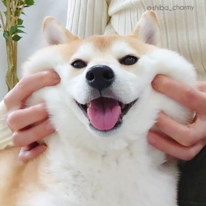 ちゃみのインスタグラム