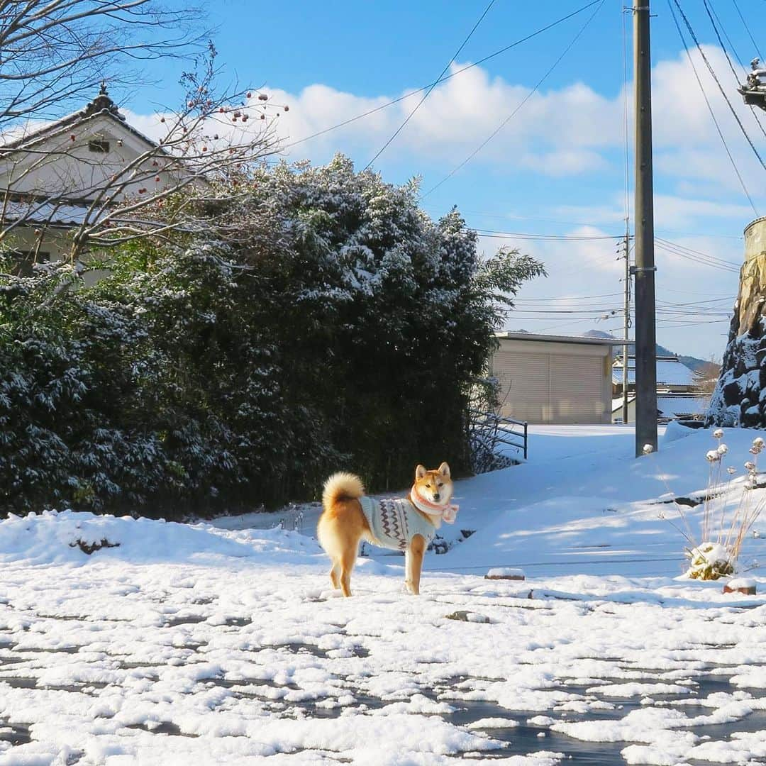 yokoさんのインスタグラム写真 - (yokoInstagram)「Tsubu's Winter holiday❄️ つぶの冬休み⛄️ 初めての雪をムシャムシャ‥🍧 お腹冷えるよ〜  #小梅センパイは14才」1月7日 20時54分 - yoko_1011