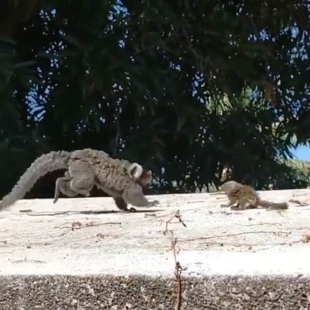 WildLifeのインスタグラム：「Baby Lion Tamarin returned to his mommy! ♥️  🎥 By @lucas_mts10」