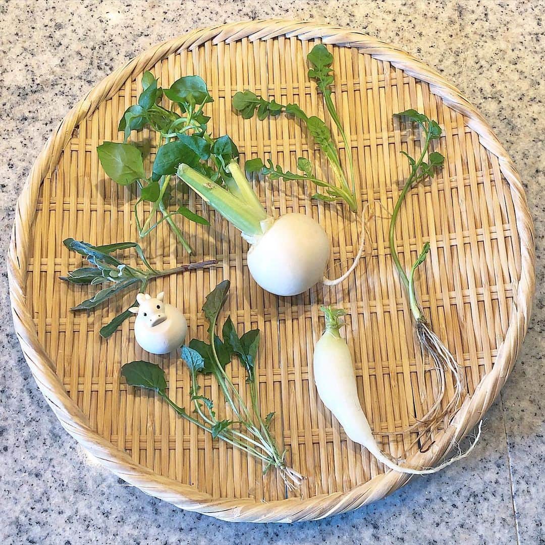 榊山敬代のインスタグラム：「🌿🌱🍃🍀 🌿🌱🍃…  ・ きょうは １月７日  というこで ランチでは  七草粥をこしらえましたの巻  #せり  #なずな #ごぎょう #はこべら #ほとけのざ #すずな #すずしろ さん  と点呼をとりながら 今年も七草さんには お世話になります時  ウシちゃんもはじめて の光景に記念撮影なり  ところでスズナさんと ウシちゃんシルエット がコロコロ似てるモォ  そして  ２枚目の漆のお盆は 帝釈天で頂きました 有り難き記念の品物  🙏✨  🐮… #無病息災 だモー！ #コロナが収束しますように ・ ・ ・ #日本 #行事食 #丑年 #七草 #七草セット #七草がゆ #七草粥 #土鍋ごはん #お粥 #ランチ #lunch #おうちごはん #和食 #food #お米  #healthy #japanesefood #artist #cooking #日本画家 の #お料理こんなもん」