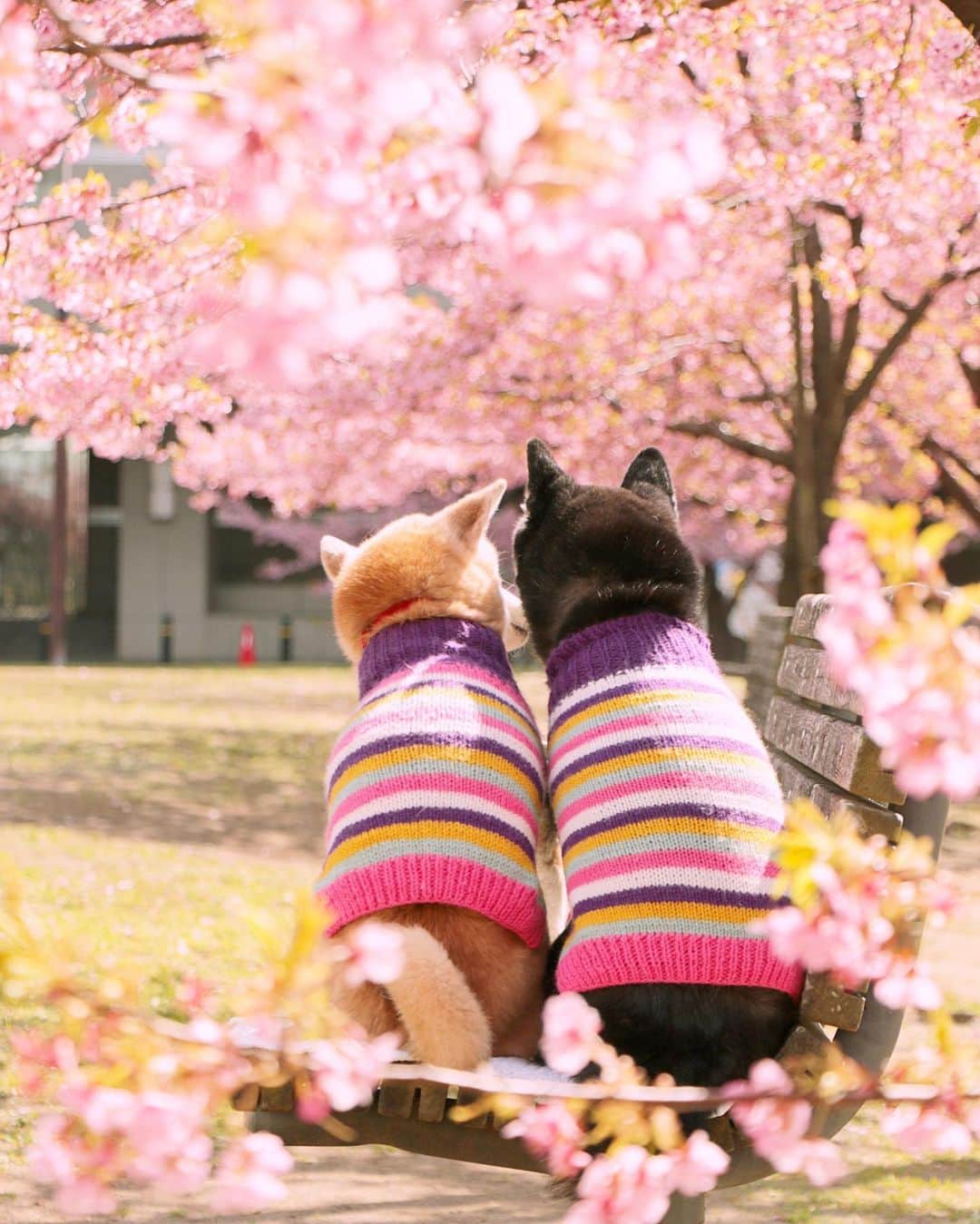 柴犬 けんしろう ゆりあのインスタグラム：「🐶🌸🐶  お兄ちゃん大好きゆりあさん やってくれました〜😂  何をやってくれたかと言うと けんちゃん連れ去り事件😂😂  今日から3日間のお留守番のため昨日は1日かけて予行練習をしました。けんちゃんはあちこちで転がりながらも最終的にはベッドですやすや寝ながら介護エリアで過ごすことができ、お兄ちゃんと隔たり越しで過ごすゆりあの反応も気になっていましたが、私の布団を置いておいたら大好きな羽毛布団の上でほとんどの時間爆睡して過ごしていたので、今日からのお留守番なんとかなるかな〜と思いつつ、心配で仕事の合間にこまめにFurboチェックしていたら、午前中ベッドでよく寝ていたけんちゃんが午後に介護エリアから消えていたんです！ 何が起こったのかわからず、チェックするたびに録画してた画像を夕方の休憩中に見返していたら.. 見つけました！！ゆりあがけんちゃんを連れ去るところ😂😂😂 多分ソファに飛び乗ってけんちゃんエリアに侵入したのでしょう。Furboにはパーテーションをこじ開けて介護エリアから出て行くゆりあのしっぽがかすかに映ってました😎 私にとってゆりあは連れ去り犯だけど、ゆりあにとっては私は監禁犯だったようですね😎😎  介護エリアを出て行った後どうしているのか心配で、職場からダッシュで帰ってきたのですが、にぴきは仲良くリビングで転がって寝てましたよ😪😪  さぁ、明日はどんなお留守番になるやら〜  おかげさまで、けんちゃんの下痢は治り、食べたくない飲みたくない状態も脱して食欲が戻ってきました☺️ご心配してくださったみなさん本当に本当にありがとございました🙏❤️ . . Location:Chiba(2020年2月撮影)」