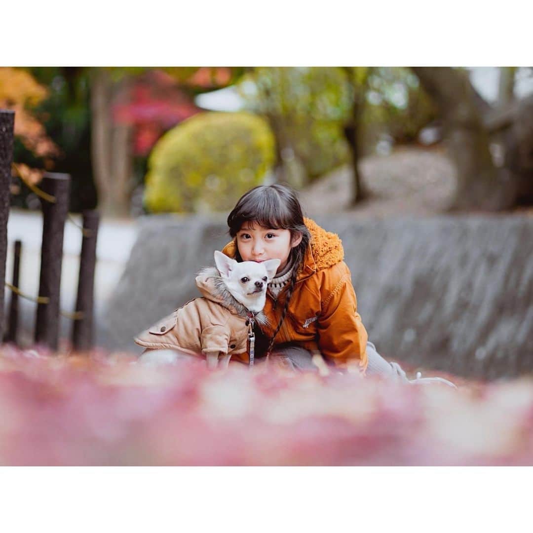 Kyooonのインスタグラム：「1枚目と2枚目の間違い探し🐶﻿ ﻿ ﻿ 今日は楽しみにしていた行事だったけど﻿ まさかの警報で長女は大泣き。﻿ 延期になったけどこのままだとどうなるかなぁ。﻿ この1年はことごとく行事がなくなってしまって😭﻿ ﻿ 残りわずかの年長さん﻿ 大好きなお友達とたくさん思い出作れますように。﻿ 嬉しい楽しい寂しい﻿ 毎日いろんな感情を素直に出せるのは素晴らしいなことだなぁ〜と長女を見ていて思うなぁ☺️ （めっちゃ泣き虫さんなのでイライラしてしまうこともたくさんあるけどね🤫🤫🤫笑） #ママカメラ#カメラ練習中#レタッチ練習中#チワワ#スムースチワワ#チワワのいる暮らし#sonya7iii」