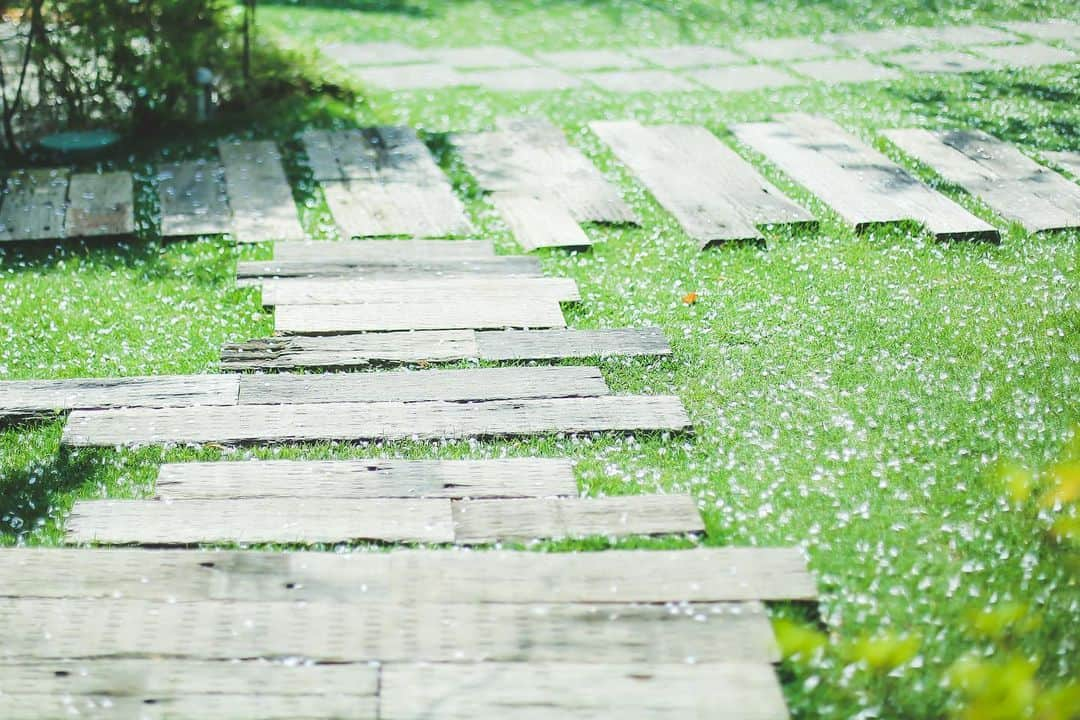 ラクラリエールさんのインスタグラム写真 - (ラクラリエールInstagram)「* 桜の時期にだけ現れる 花びら絨毯は散り始めてからが 見頃でございます*.  人気の満開景色も圧巻ですが そのあとの表情にも 実はとても趣があるのです♩*.  クラリエールにいらした際も 是非色んな時期の桜を 楽しんでくださいね*.  【新型コロナウィルス感染拡大防止に伴う営業に関して】  このたび1月7日(木)に政府より発出されました 「緊急事態宣言」を受け ラ・クラリエールでは感染拡大防止の観点から 店舗の営業について以下の通り決定致しましたので お知らせ致します …＊…＊…＊…＊…＊…  2021年1月8日(金)〜 ウエディングサロン営業時間 平日: 11:00〜17:00 土日祝: 9:00〜17:00 電話受付時間:これまで同様 通年: 12:00〜17:00 (月・火曜 受付停止)  …＊…＊…＊…＊…＊…  全てのお客様に対して ご来館時にマスク着用と出入口にて 検温・手指の消毒をお願いしており 緊急事態宣言中対象期間中は 対面での打ち合わせをオンラインに 切り替えさせて頂く場合もございます  スタッフに対しては引き続き 出勤時の検温を実施し 体調不良の場合は出勤を控える体制を整えております また 勤務中はマスクを着用し 定期的な手指消毒を実施しております  昨年も新型コロナウィルスの影響で 不安を抱えるなかではありましたが 感染症対策を講じながら 沢山のお客様の結婚式をお手伝いさせて頂きました 引き続きおふたりの不安に寄り添い 拭いながら お力になれるようサポートさせて頂きますので 宜しくお願い致します  結婚式場をお探し中の皆さまにおかれましても オンライン相談や対策を講じた上での 現地見学も開催しておりますので お気軽に公式HPよりご予約ください  #ふたりの未来も幸せにするウエディング  #クラリプレ花嫁応援 #クラリエール#ラクラリエール  #森の結婚式#優しい結婚式 #桜結婚式#桜の思い出#桜ウエディング」1月7日 21時29分 - laclairiere