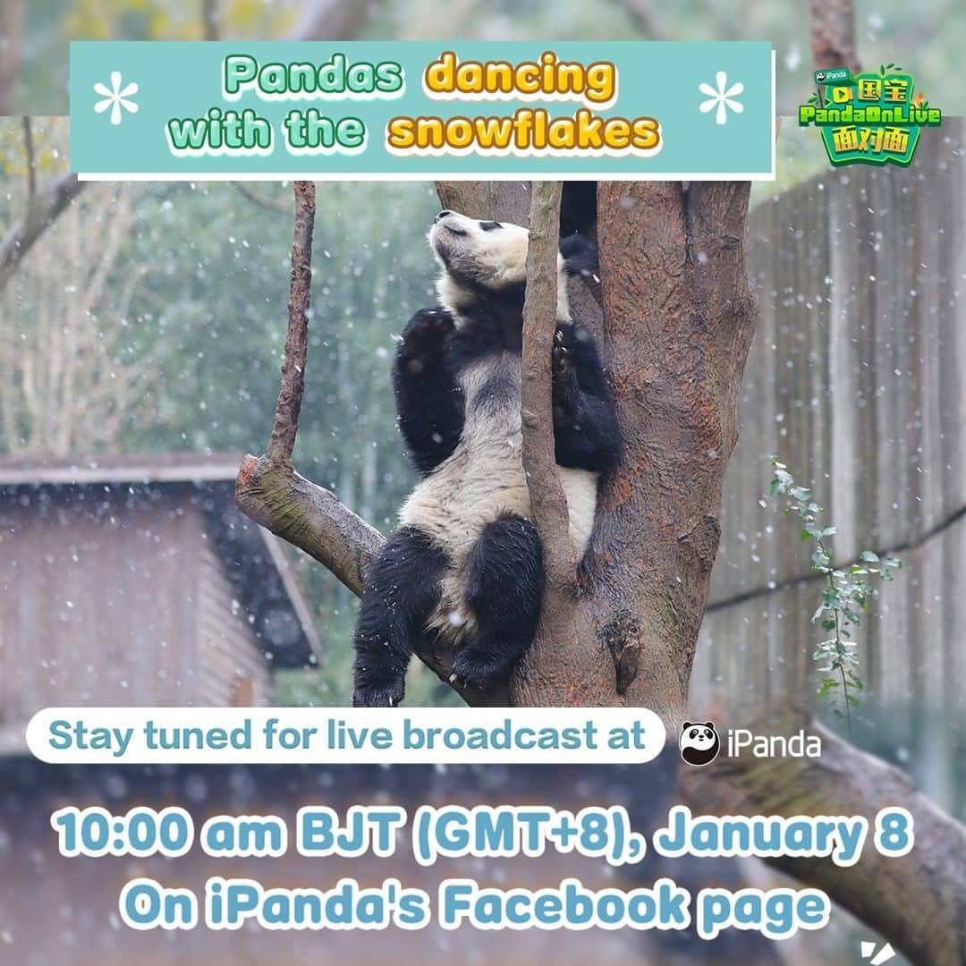 iPandaさんのインスタグラム写真 - (iPandaInstagram)「Broadcast Preview: Have you heard the first snowfall in 2021 has arrived in Chengdu? ❄ Not only the children here are so delighted to have this snow, but also the giant pandas can't hide their excitement. Wonder how they behave exactly on a snowy day?🤔 Be with iPanda at 10:00 am on January 8 BJT (GMT+8) on Facebook for the stories of pandas and snow! 🐼 🐼 🐼 #Panda #iPanda #Cute #FBLive」1月7日 21時30分 - ipandachannel