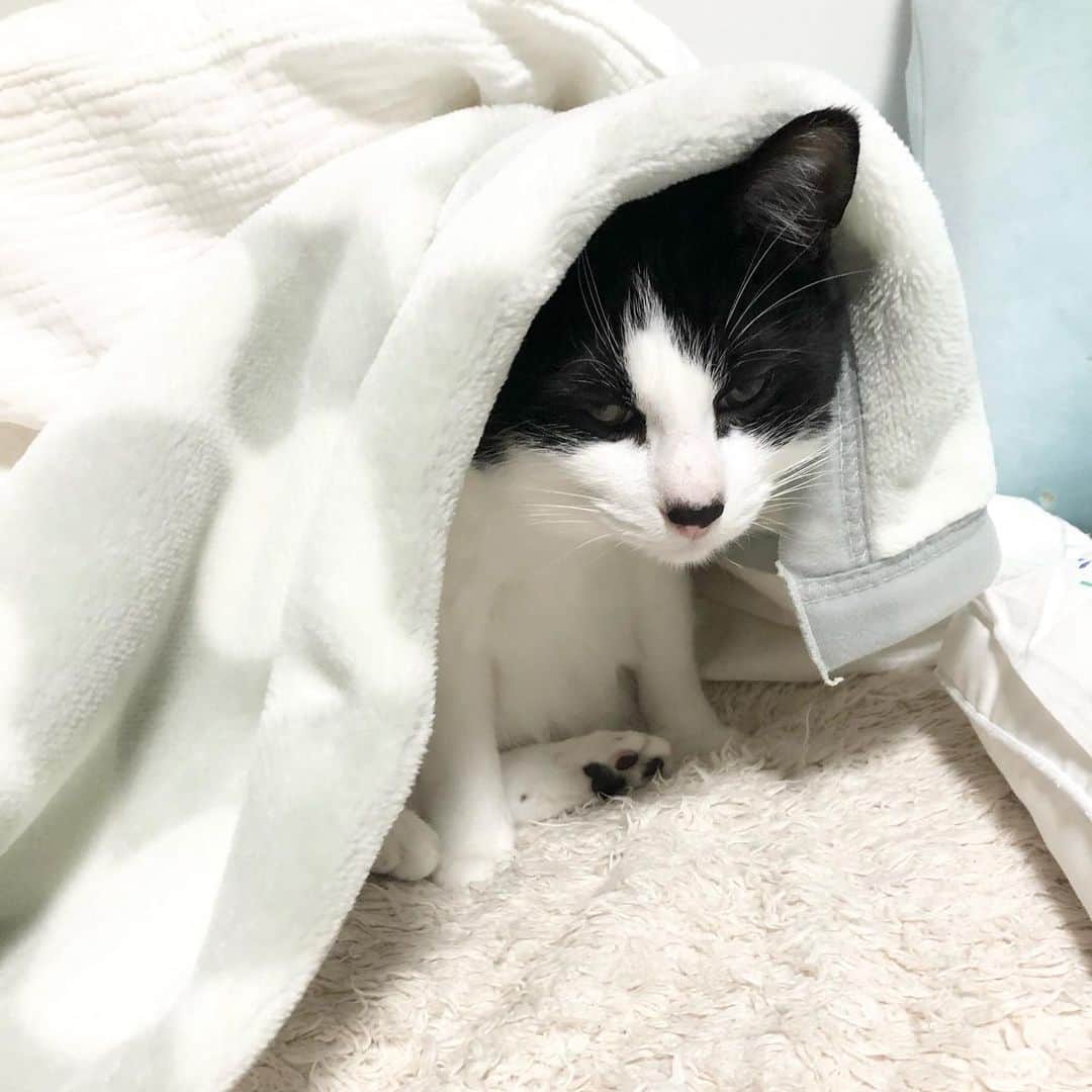 ぽんずのインスタグラム：「今日の午前４時のぽんず。  #ねこ#猫#cat#猫好き#親バカ#はちわれ#ハチワレ#はちわれ猫#ハチワレ猫#白黒猫部#にゃんすたぐらむ#ilovecat#猫大好き#うちの猫自慢#白黒猫 #我が家のぽんずくん #ちゅーちゅー妖怪」