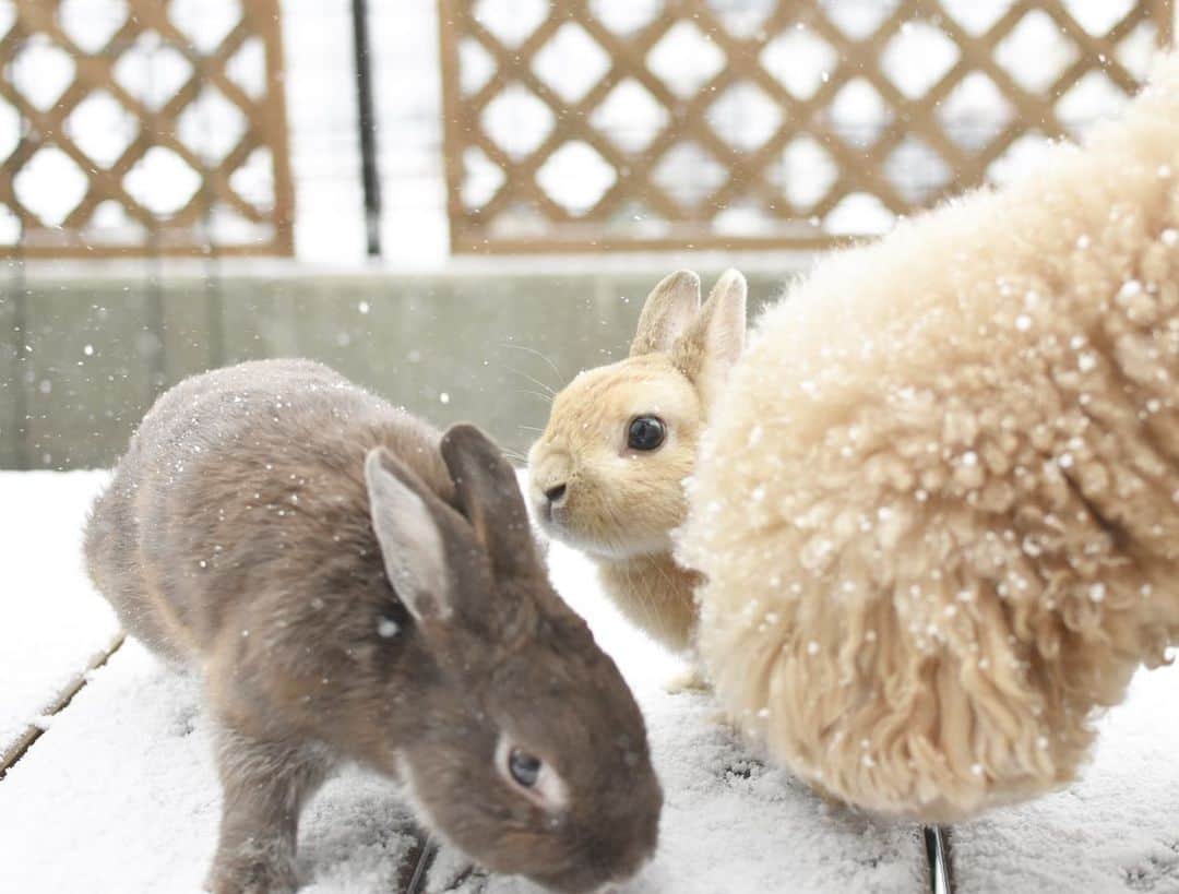 yun.ゆんさんのインスタグラム写真 - (yun.ゆんInstagram)「march.lemon🐻🍋＋cotton.💭 雪が❄️一面に。✨✨✨ . お昼すぎには銀世界で、一気にお外が明るくなりました。😊 . コットン生まれて初めての雪を舐めたり、ふりかけられたり😂大はしゃぎ。💭🎵 . マーチとレモンは一瞬ためらい、いつものように出たけど、、すぐ戻ってきました。🥶 寒いよね。ムリムリ。😂❄️ . . ♪ ♪ ♪ #雪#初めての雪  #うさぎ#ウサギ#ネザーランドドワーフ#ZIP写真部#レモン#ふわもこ部#マーチ#多頭飼い#犬とうさぎ#犬#dog #rabbits#rabbitsofinstagram #rabbitstagram #petstagram #march#instapet#cutepetclub #instarabbit #bunnies #bunnylove #lapin #pecotv #WeeklyFluff #lemon #netherlanddwarf #pecotv」1月7日 21時55分 - march.lemon