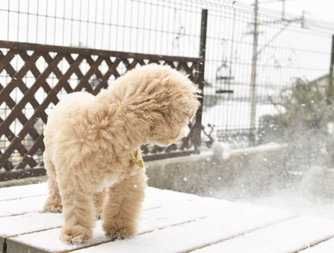 yun.ゆんさんのインスタグラム写真 - (yun.ゆんInstagram)「march.lemon🐻🍋＋cotton.💭 雪が❄️一面に。✨✨✨ . お昼すぎには銀世界で、一気にお外が明るくなりました。😊 . コットン生まれて初めての雪を舐めたり、ふりかけられたり😂大はしゃぎ。💭🎵 . マーチとレモンは一瞬ためらい、いつものように出たけど、、すぐ戻ってきました。🥶 寒いよね。ムリムリ。😂❄️ . . ♪ ♪ ♪ #雪#初めての雪  #うさぎ#ウサギ#ネザーランドドワーフ#ZIP写真部#レモン#ふわもこ部#マーチ#多頭飼い#犬とうさぎ#犬#dog #rabbits#rabbitsofinstagram #rabbitstagram #petstagram #march#instapet#cutepetclub #instarabbit #bunnies #bunnylove #lapin #pecotv #WeeklyFluff #lemon #netherlanddwarf #pecotv」1月7日 21時55分 - march.lemon