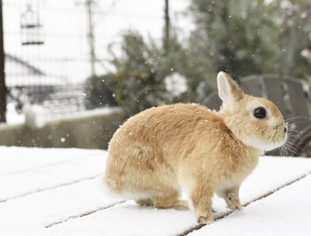yun.ゆんさんのインスタグラム写真 - (yun.ゆんInstagram)「march.lemon🐻🍋＋cotton.💭 雪が❄️一面に。✨✨✨ . お昼すぎには銀世界で、一気にお外が明るくなりました。😊 . コットン生まれて初めての雪を舐めたり、ふりかけられたり😂大はしゃぎ。💭🎵 . マーチとレモンは一瞬ためらい、いつものように出たけど、、すぐ戻ってきました。🥶 寒いよね。ムリムリ。😂❄️ . . ♪ ♪ ♪ #雪#初めての雪  #うさぎ#ウサギ#ネザーランドドワーフ#ZIP写真部#レモン#ふわもこ部#マーチ#多頭飼い#犬とうさぎ#犬#dog #rabbits#rabbitsofinstagram #rabbitstagram #petstagram #march#instapet#cutepetclub #instarabbit #bunnies #bunnylove #lapin #pecotv #WeeklyFluff #lemon #netherlanddwarf #pecotv」1月7日 21時55分 - march.lemon