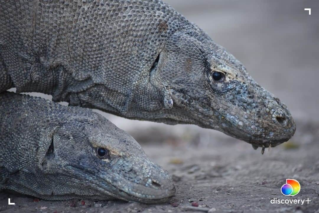 アニマルプラネットさんのインスタグラム写真 - (アニマルプラネットInstagram)「For a long time, it was believed that Komodo dragons were only exclusive to the island of Komodo in Indonesia. That belief changed when experts uncovered Komodo dragon fossils thousands of miles away in the Australian Outback. Get up close and personal with these magnificent animals in Mysterious Planet, streaming now on @discoveryplus.  . . . . #komodo #komododragon #indonesia #reptile #animal #bbc #bbcnature #mysteriousplanet #animalplanet #discovery #photosoftheday #picturesoftheday #discoveryplus」1月7日 22時30分 - animalplanet