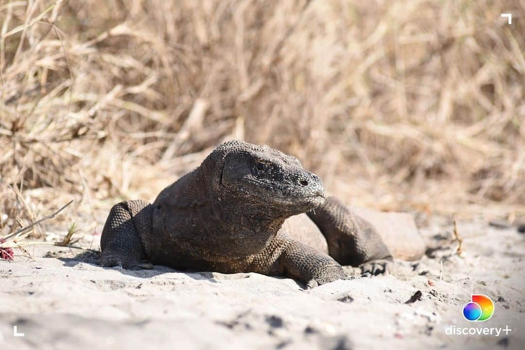 アニマルプラネットさんのインスタグラム写真 - (アニマルプラネットInstagram)「For a long time, it was believed that Komodo dragons were only exclusive to the island of Komodo in Indonesia. That belief changed when experts uncovered Komodo dragon fossils thousands of miles away in the Australian Outback. Get up close and personal with these magnificent animals in Mysterious Planet, streaming now on @discoveryplus.  . . . . #komodo #komododragon #indonesia #reptile #animal #bbc #bbcnature #mysteriousplanet #animalplanet #discovery #photosoftheday #picturesoftheday #discoveryplus」1月7日 22時30分 - animalplanet