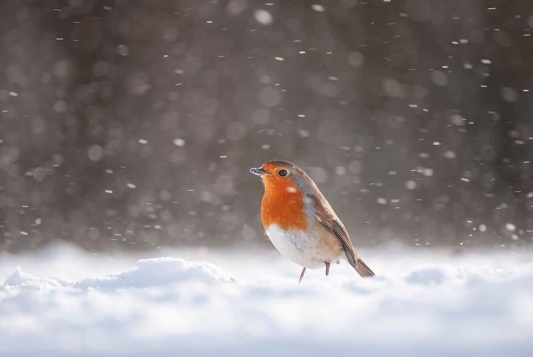 thephotosocietyさんのインスタグラム写真 - (thephotosocietyInstagram)「Photographs by @andyparkinsonphoto/@thephotosociety      Christmas robins – I don’t tend to post many small birds on Instagram/Facebook as to be honest I don’t really photograph that many. As photographers we all naturally have different styles and whilst some favour what’s called ‘bird on a stick’ style photography it has never really been for me. If I’m going to photograph small birds then there is no better time than winter, the beautiful reflected light and the potential to capture images with genuine atmosphere and drama is so much more appealing. These birds, robins as we call them in the UK, are inextricably linked with our Christmas traditions and they can often be found adorning countless Christmas cards etc. This, a cursory Google search has just told me, is because postmen in Victorian Britain were often called Robins because of their red uniforms, hence why the robin came to become associated with the postmen who delivered the cards. I’m actually struggling to choose which one of these images that I like the best, which one would be suited to being on a Christmas card. It’s a bit late for this year but if you had to choose a favourite to go on a Christmas card then which one would it be for you?」1月7日 22時30分 - thephotosociety