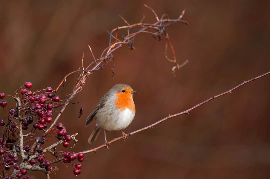 thephotosocietyさんのインスタグラム写真 - (thephotosocietyInstagram)「Photographs by @andyparkinsonphoto/@thephotosociety      Christmas robins – I don’t tend to post many small birds on Instagram/Facebook as to be honest I don’t really photograph that many. As photographers we all naturally have different styles and whilst some favour what’s called ‘bird on a stick’ style photography it has never really been for me. If I’m going to photograph small birds then there is no better time than winter, the beautiful reflected light and the potential to capture images with genuine atmosphere and drama is so much more appealing. These birds, robins as we call them in the UK, are inextricably linked with our Christmas traditions and they can often be found adorning countless Christmas cards etc. This, a cursory Google search has just told me, is because postmen in Victorian Britain were often called Robins because of their red uniforms, hence why the robin came to become associated with the postmen who delivered the cards. I’m actually struggling to choose which one of these images that I like the best, which one would be suited to being on a Christmas card. It’s a bit late for this year but if you had to choose a favourite to go on a Christmas card then which one would it be for you?」1月7日 22時30分 - thephotosociety