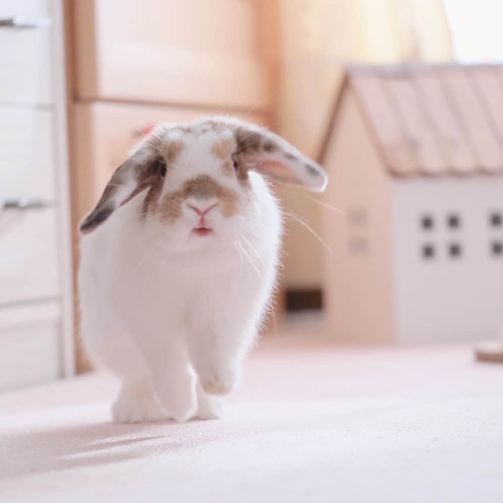 usagraphのインスタグラム：「走り出す時、ちょっと口開くのが好きです！😂 ＊ ＊ ＊ #うさぎ　#rabbit #bunny #ふわもこ部  #WeeklyFluff #igersjp  #tokyocameraclub #東京カメラ部  #神戸カメラ部  #bunnystagram  #うさぎ部 #ホーランドロップ #hollandlop  #ファインダー越しの私の世界 #art_of_japan #myfujilove  #今日もx日和」