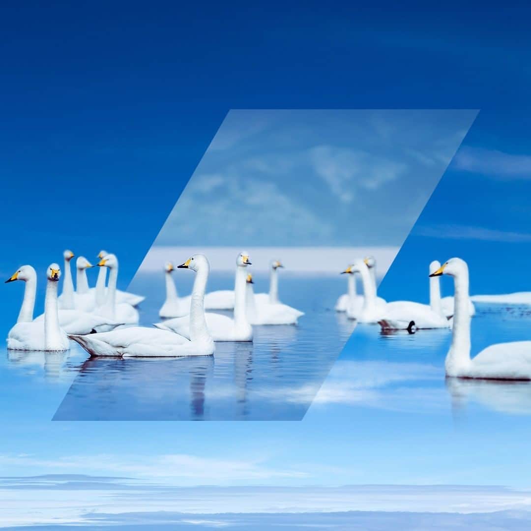 All Nippon Airwaysさんのインスタグラム写真 - (All Nippon AirwaysInstagram)「Several swimming swans, one spectacular sight 🦢  #LakeYamanaka #MtFuji」1月7日 23時00分 - allnipponairways